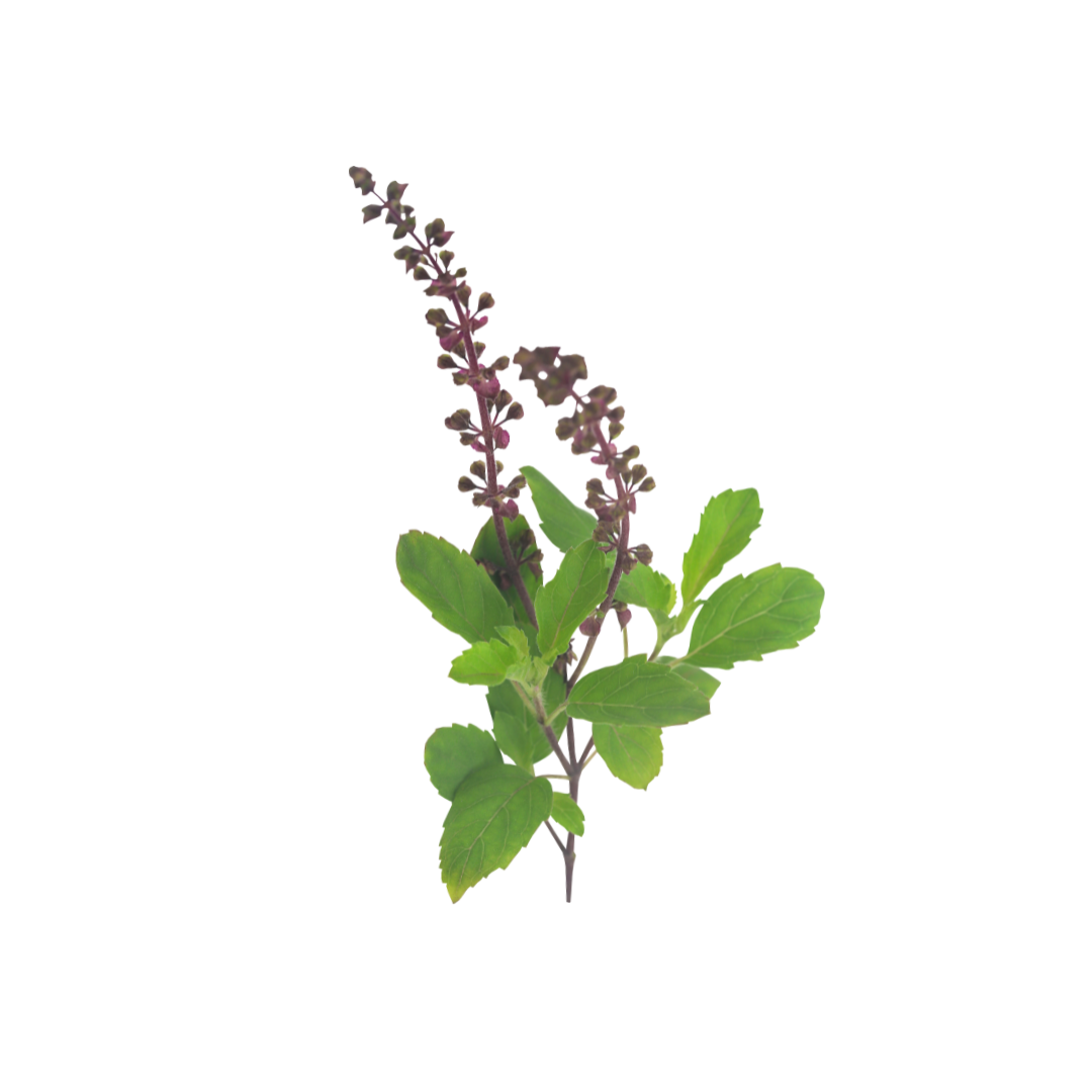 tulsi